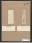 Pleurosigma sp. (de-Toni-Nr.: Genus 13) Zeichnungen Sammlung Grunow Nr. 2160 (NHMW-BOT-W0369215)